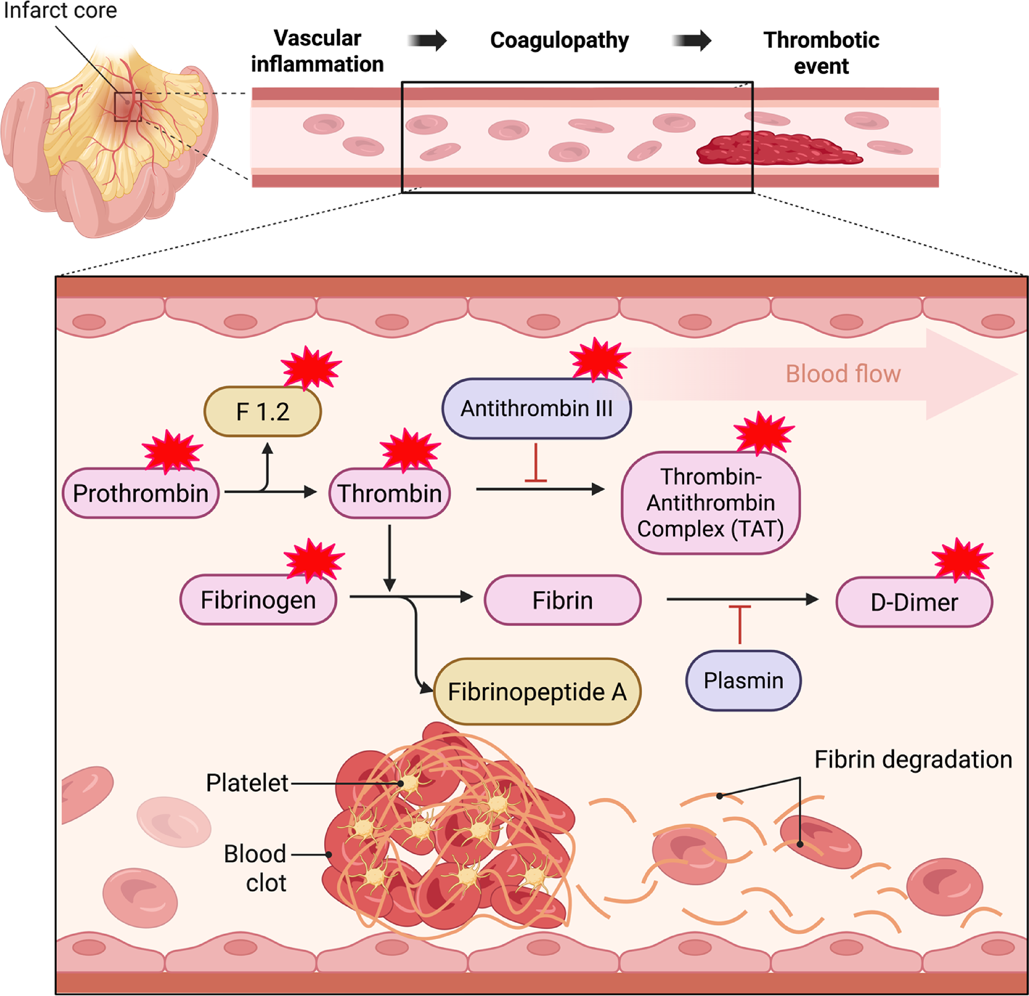 Relationship between hypercoagulability and mesenteric ischemia early after cardiac surgery