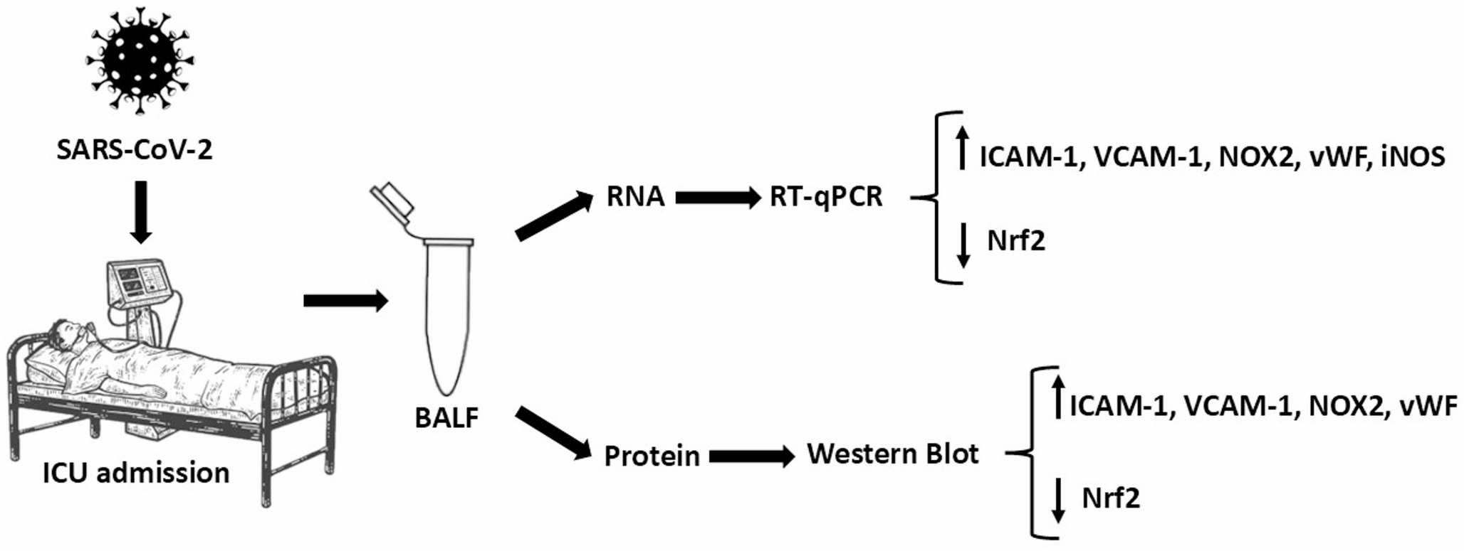 Endothelial activation and oxidative stress in pulmonary endothelial cells following sever COVID-19