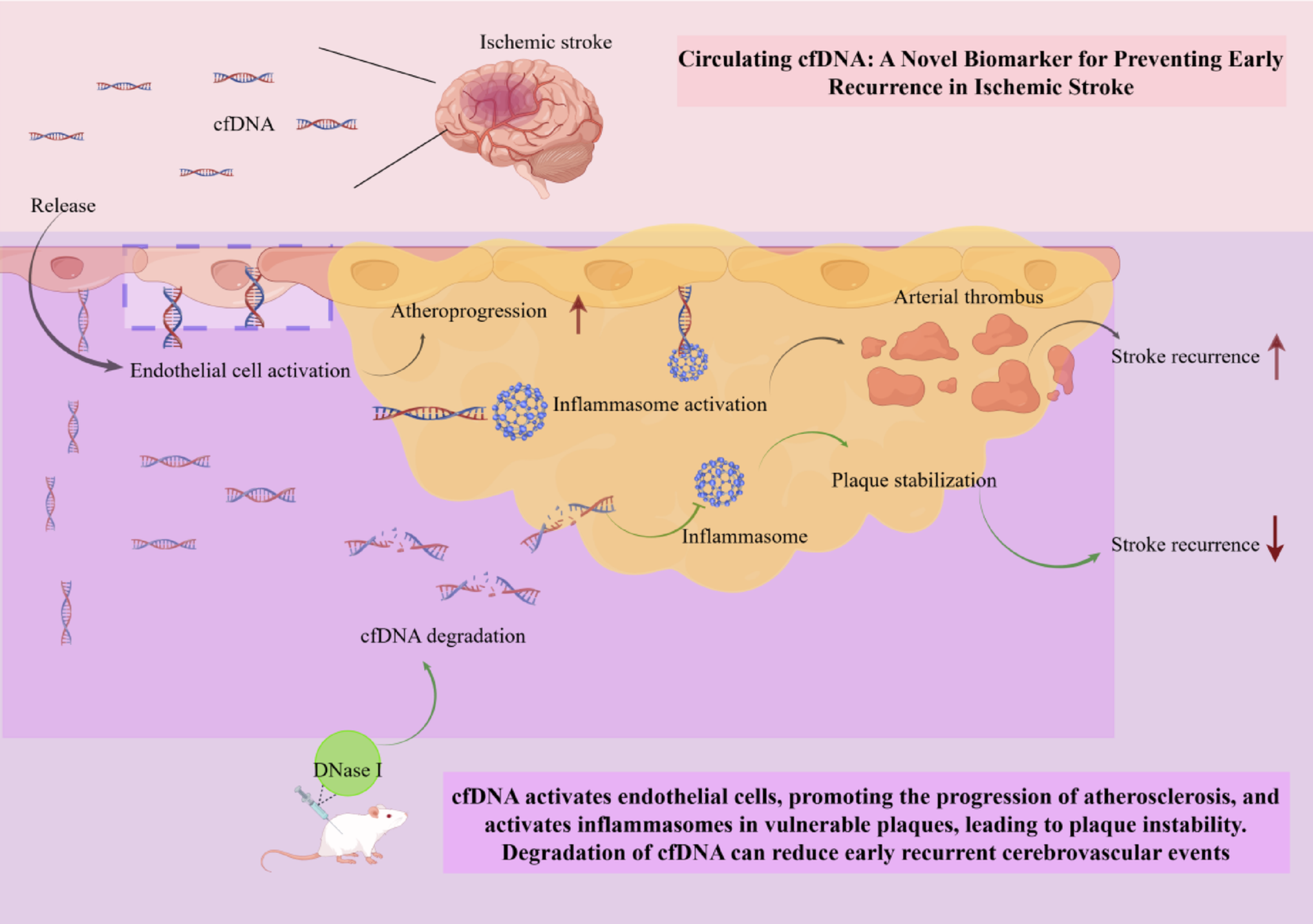 Circulating cfdna: A novel biomarker for preventing early recurrence in ischemic stroke