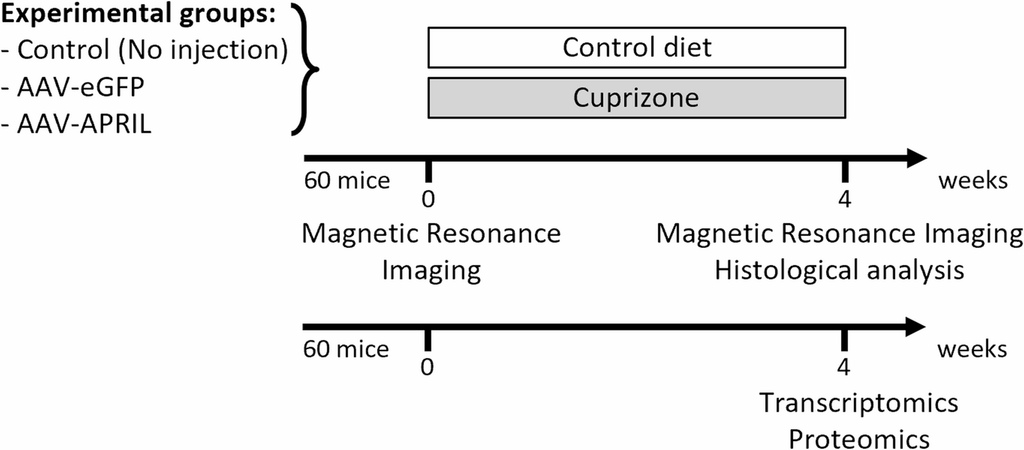 AAV-mediated delivery of a proliferation inducing ligand (APRIL) to cortical neurons limits inflammation and demyelination in the corpus callosum of the cuprizone mouse model