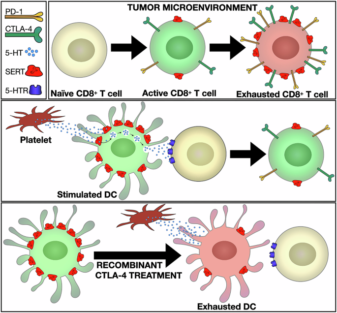 Serotonin transporter: a potential new immune checkpoint for cytotoxic T cells