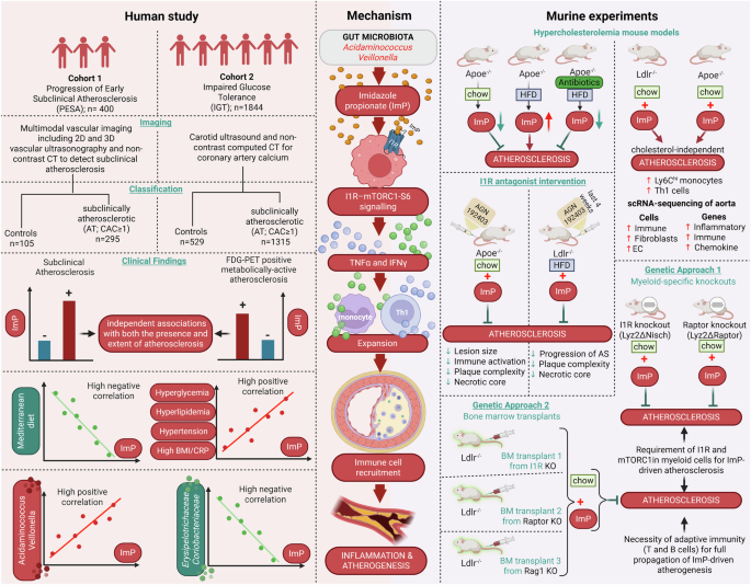 Gut-derived imidazole propionate promotes atherosclerosis through myeloid imidazoline-1 receptor signaling: new biomarker and therapeutic target