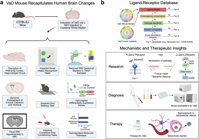 Vascular dementia: novel insights through multiscale mechanistic modeling