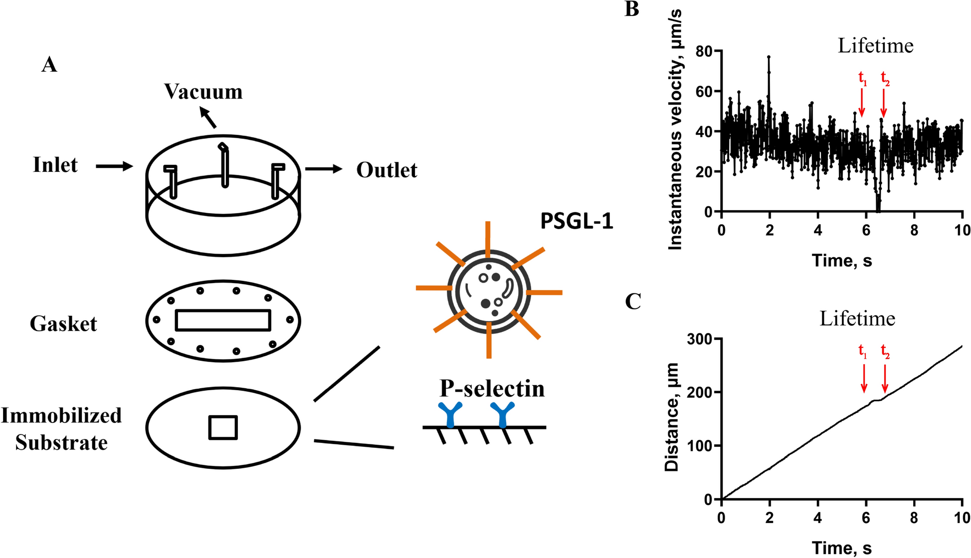 Cell deformability enhances adhesion of ATRA-differentiated HL-60 cells to P-selectin