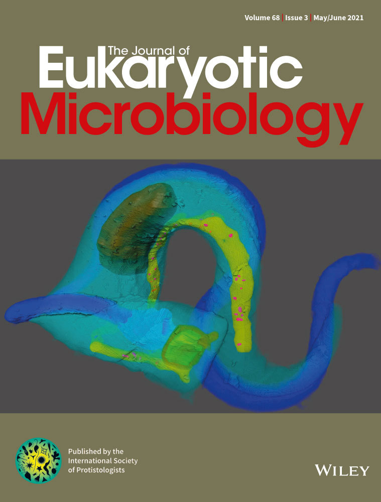 Description of the Marine Predator Sericomyxa perlucida gen. et sp. nov., a Cultivated Representative of the Deepest Branching Lineage of Vampyrellid Amoebae (Vampyrellida, Rhizaria)