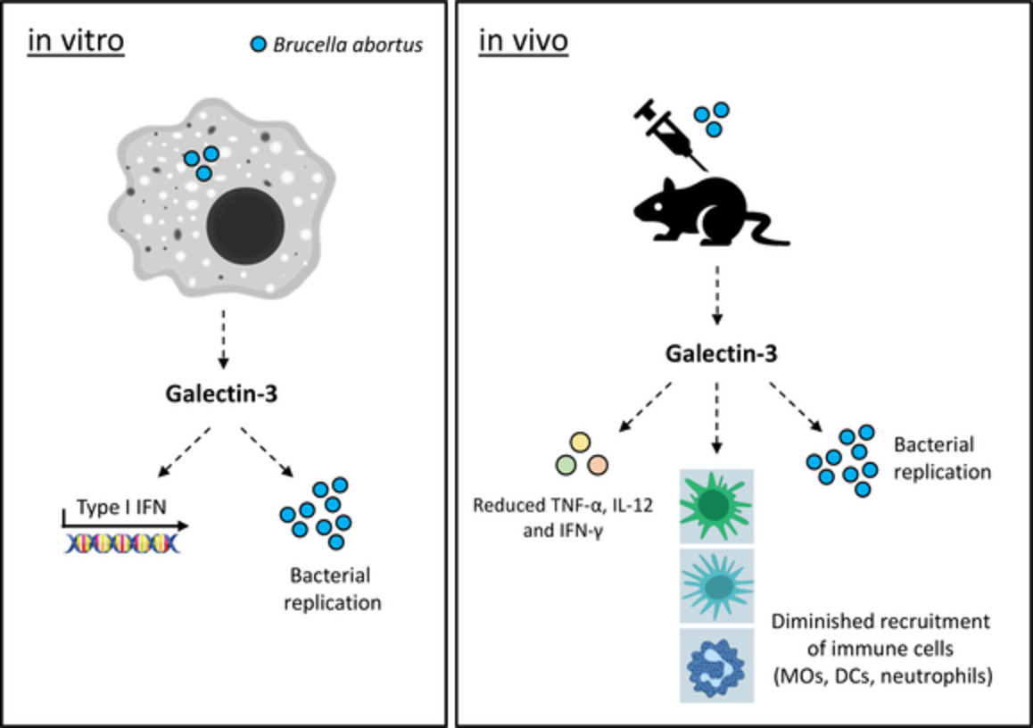 Galectin‐3 regulates proinflammatory cytokine function and favours Brucella abortus chronic replication in macrophages and mice
