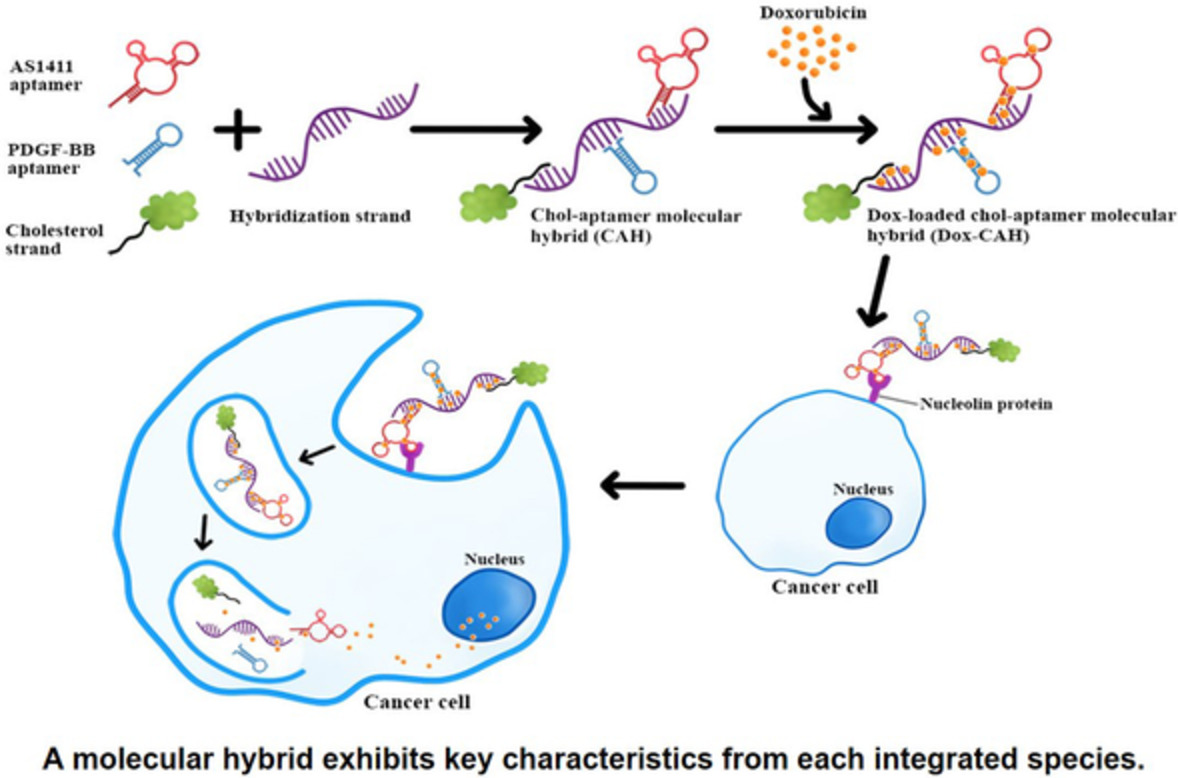 A molecular hybrid comprising AS1411 and PDGF‐BB aptamer, cholesterol, and doxorubicin for inhibiting proliferation of SW480 cells