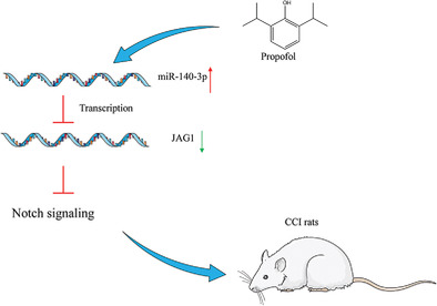 Propofol alleviates neuropathic pain in chronic constriction injury rat models via the microRNA‐140‐3p/Jagged‐1 peptide/Notch signaling pathway