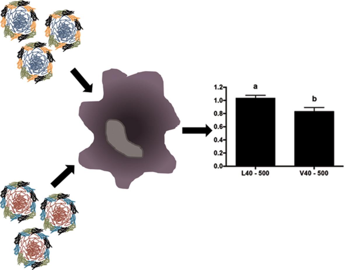 Effect of amino acid composition of elastin‐like polypeptide nanoparticles on nonspecific protein adsorption, macrophage cell viability and phagocytosis