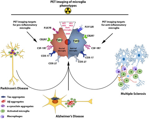 Towards PET imaging of the dynamic phenotypes of microglia