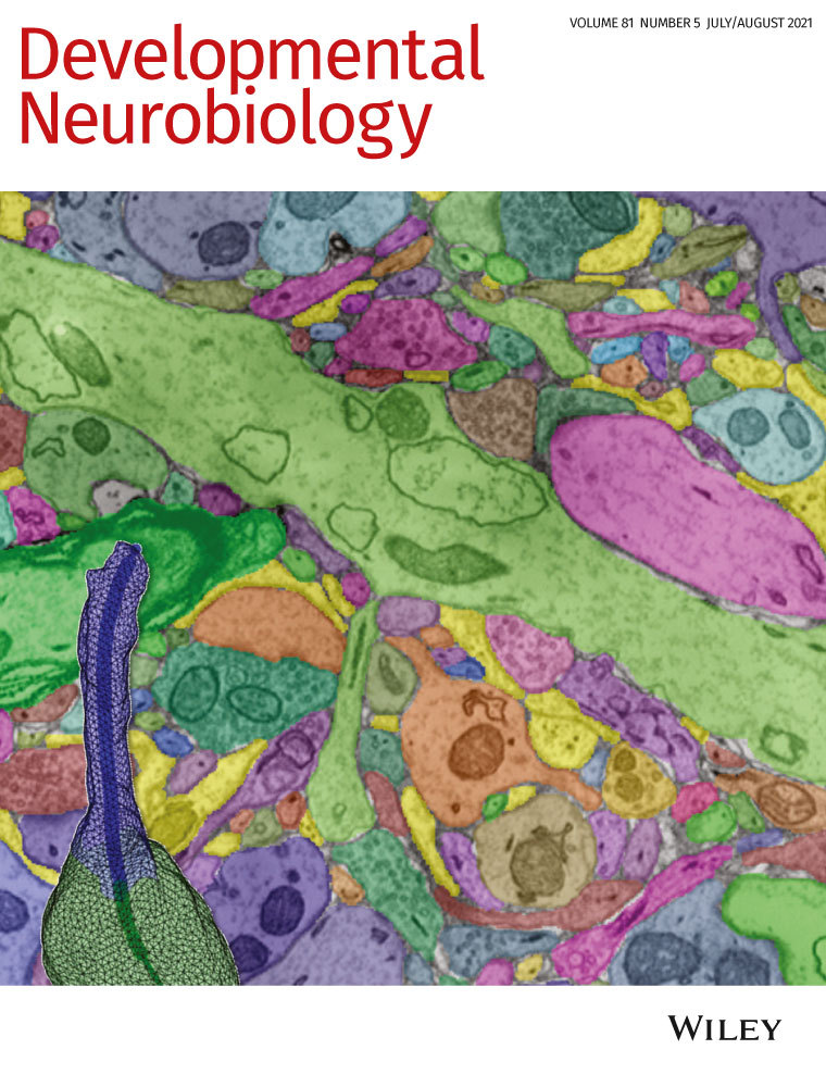 Evolution of glial wrapping: A new hypothesis