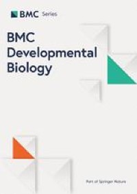 Development of the indirect flight muscles of Aedes aegypti, a main arbovirus vector