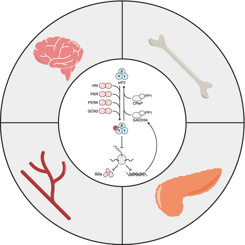 A (dis)integrated stress response: Genetic diseases of eIF2α regulators