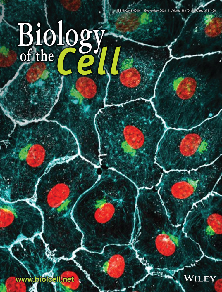 Decreased proliferation of aged rat beta cells corresponds with enhanced expression of the cell cycle inhibitor p27KIP1