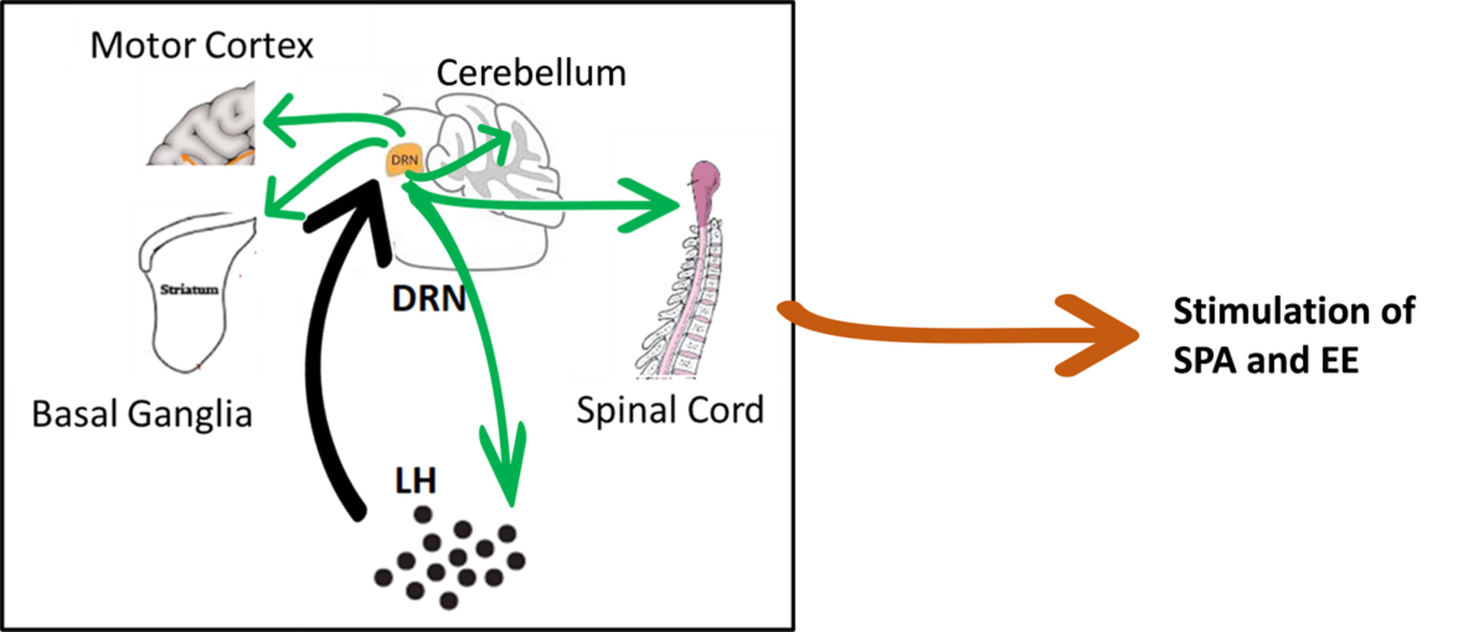Orexin, serotonin, and energy balance