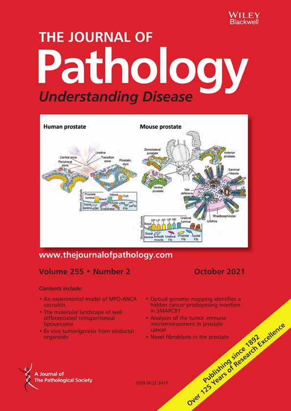 Mucosal melanomas of different anatomic sites share a common global DNA methylation profile with cutaneous melanoma but show location‐dependent patterns of genetic and epigenetic alterations