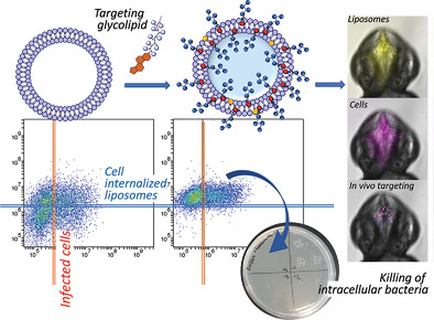 Study on Significance of Receptor Targeting in Killing of Intracellular Bacteria with Membrane‐Impermeable Antibiotics