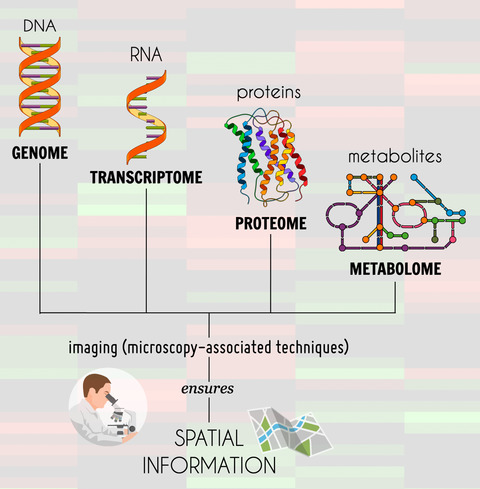 ‘A picture is worth a thousand words’: The use of microscopy for imaging neuroinflammation