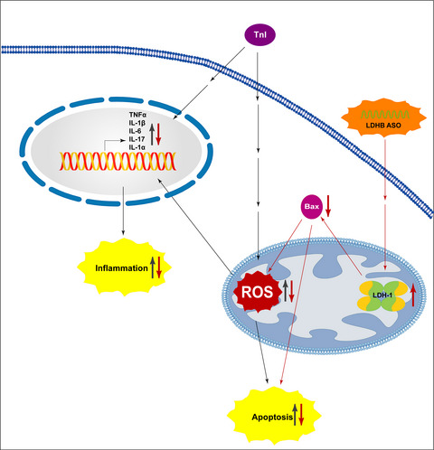 LNA oligonucleotide mediates an anti‐inflammatory effect in autoimmune myocarditis via targeting lactate dehydrogenase B