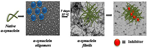 Tryptophan‐cardanol fluorescent nanoparticles inhibit α‐synuclein aggregation and disrupt amyloid fibrils