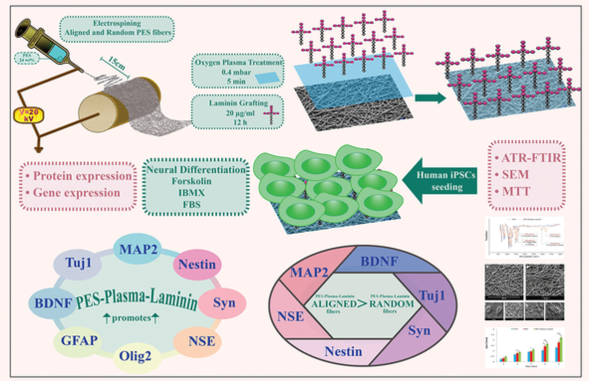Enhanced neural differentiation of human‐induced pluripotent stem cells on aligned laminin‐functionalized polyethersulfone nanofibers; a comparison between aligned and random fibers on neurogenesis