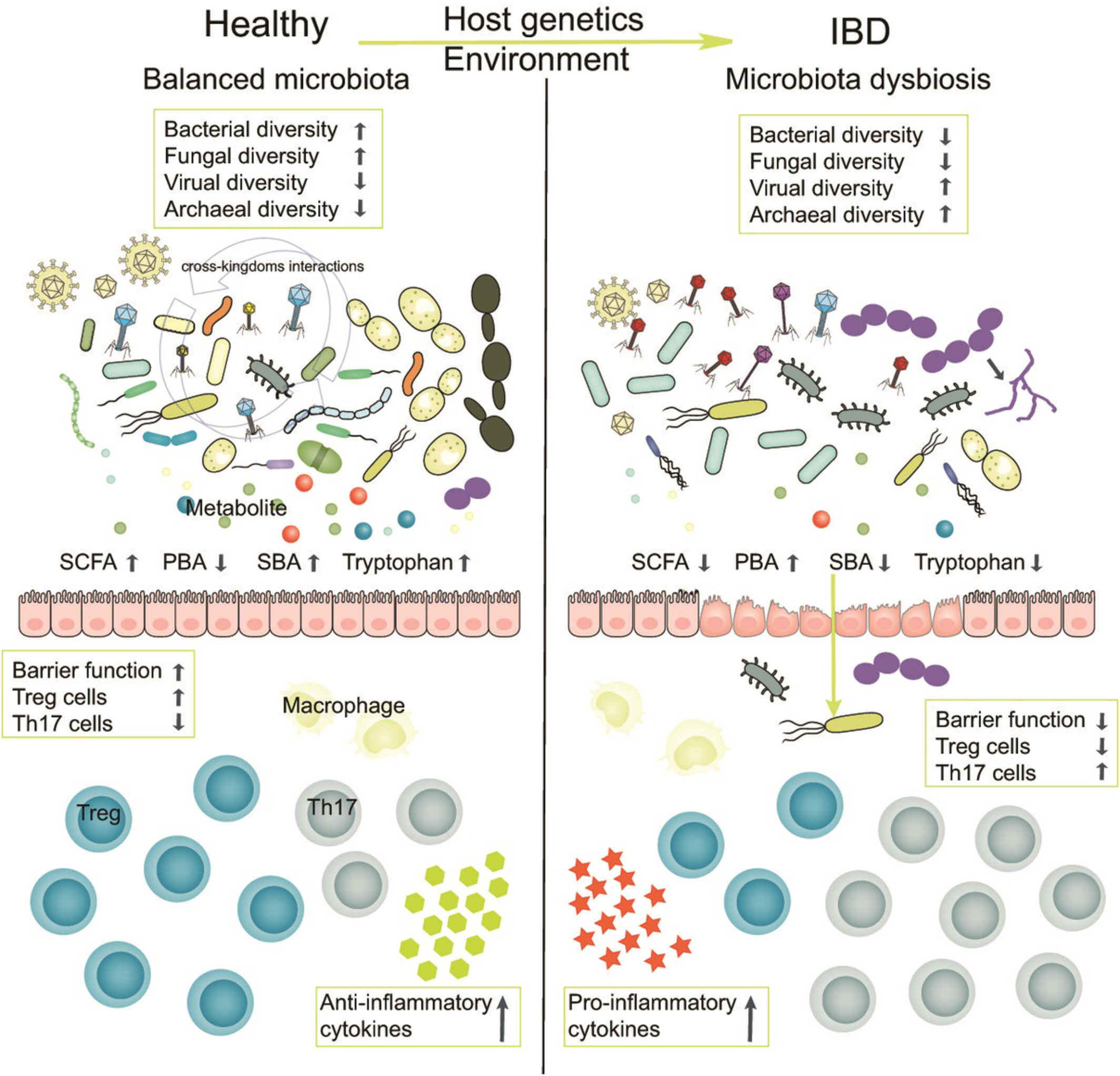 Gut microbiota and inflammatory bowel disease