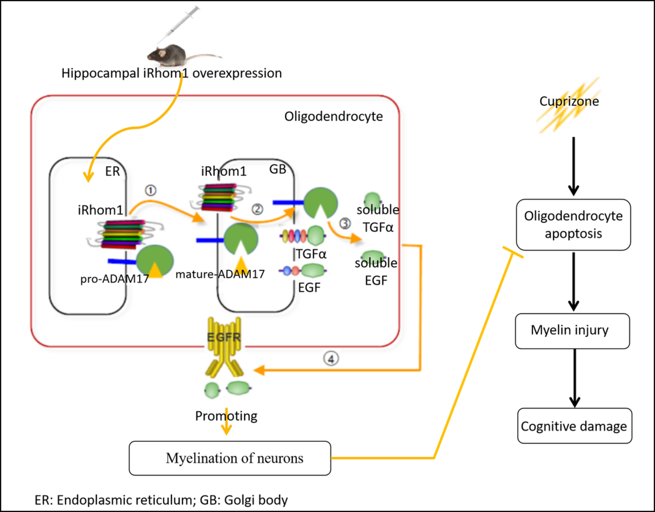 iRhom1 rescues cognitive dysfunction in multiple sclerosis via preventing myelin injury