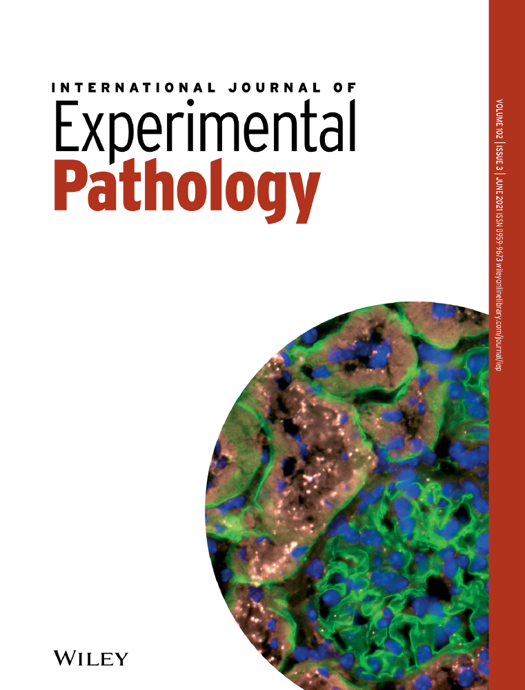 miR‐378‐3p alleviates contusion spinal cord injury by negatively regulating ATG12