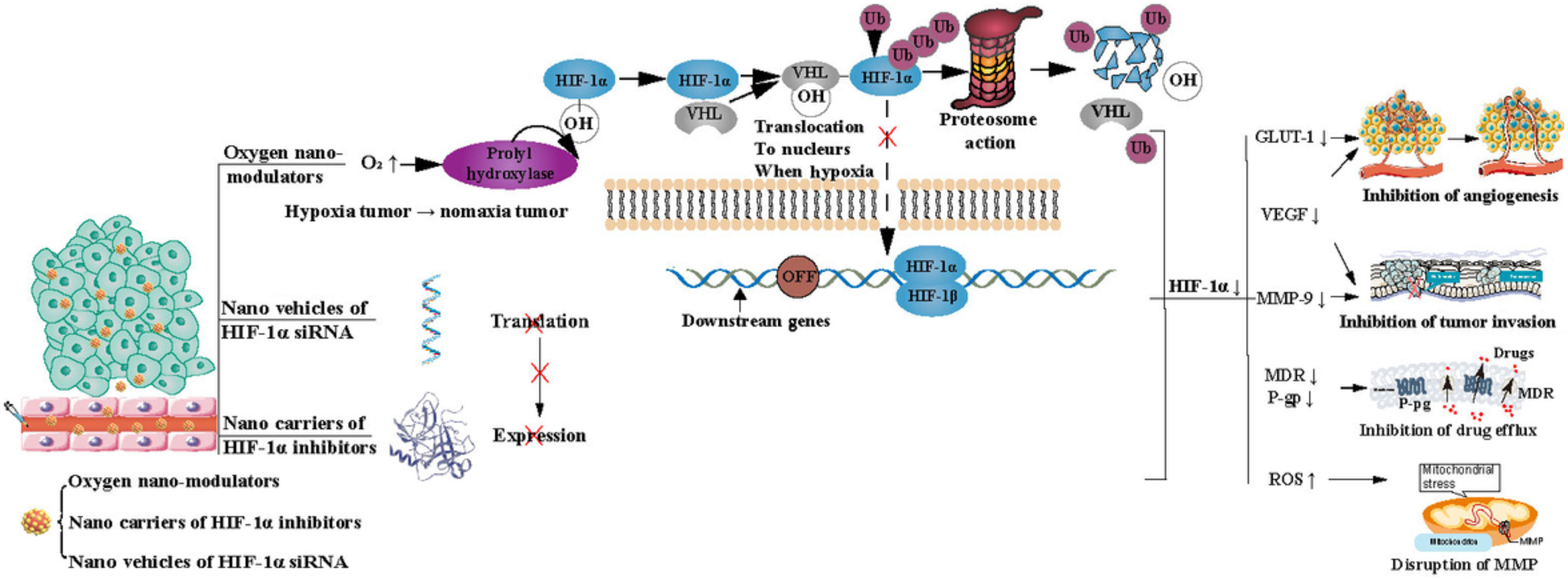 Modulating hypoxia inducible factor‐1 by nanomaterials for effective cancer therapy