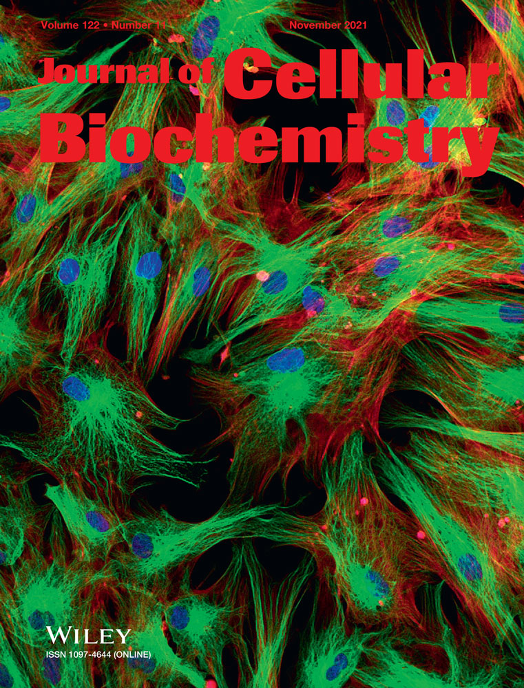 Protective effects of agrimonolide on hypoxia‐induced H9c2 cell injury by maintaining mitochondrial homeostasis