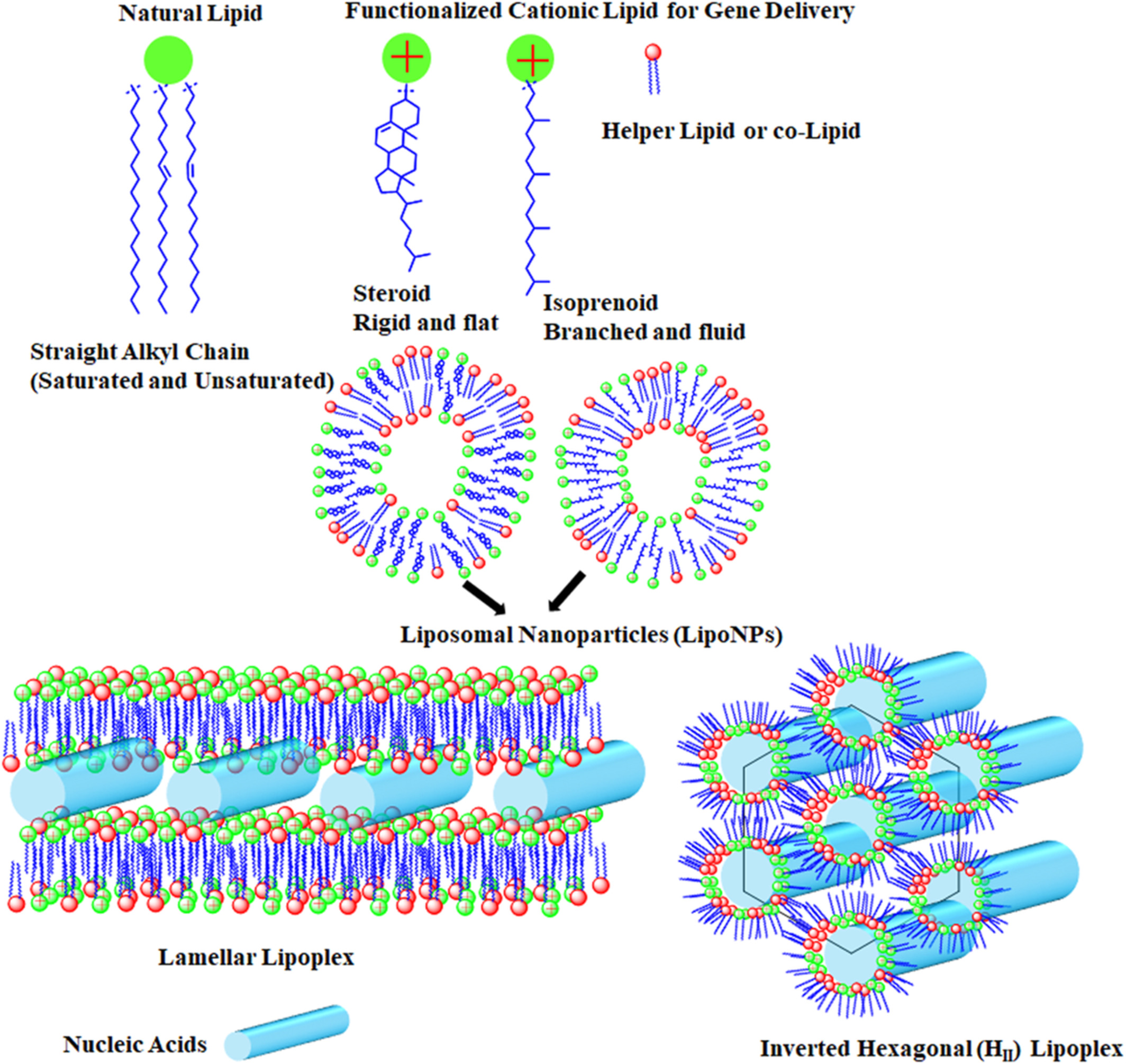 Liposomal nanoparticles based on steroids and isoprenoids for nonviral gene delivery