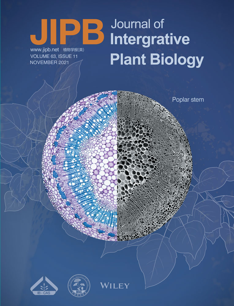 An Arabidopsis vasculature distributed metal tolerance protein facilitates xylem magnesium diffusion to shoots under high‐magnesium environments