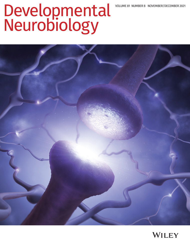 Interferon regulatory factor‐7 is required for hair cell development during zebrafish embryogenesis