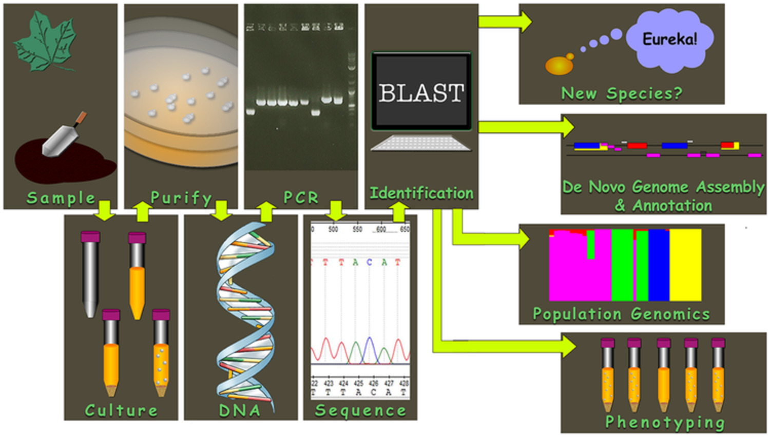 Substrate, temperature, and geographical patterns among nearly 2000 natural yeast isolates