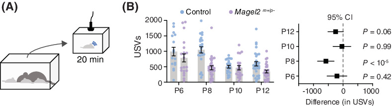 Deficiency of the paternally inherited gene Magel2 alters the development of separation‐induced vocalization and maternal behavior in mice