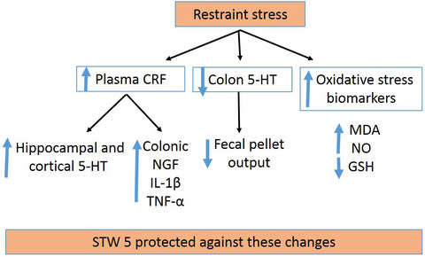 The herbal preparation STW 5 affects serotonergic pathways in the brain and colon as well as stress parameters in experimental irritable bowel syndrome