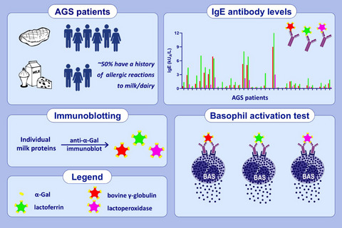 Bovine γ‐globulin, lactoferrin, and lactoperoxidase are relevant bovine milk allergens in patients with α‐Gal syndrome