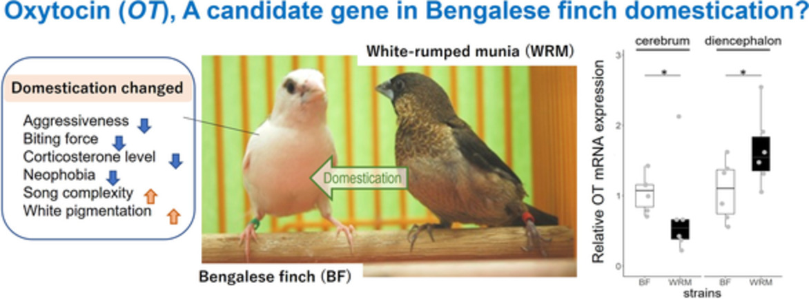 Oxytocin variation and brain region‐specific gene expression in a domesticated avian species