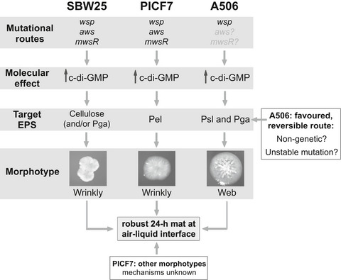 Evolutionary flexibility in routes to mat formation by Pseudomonas