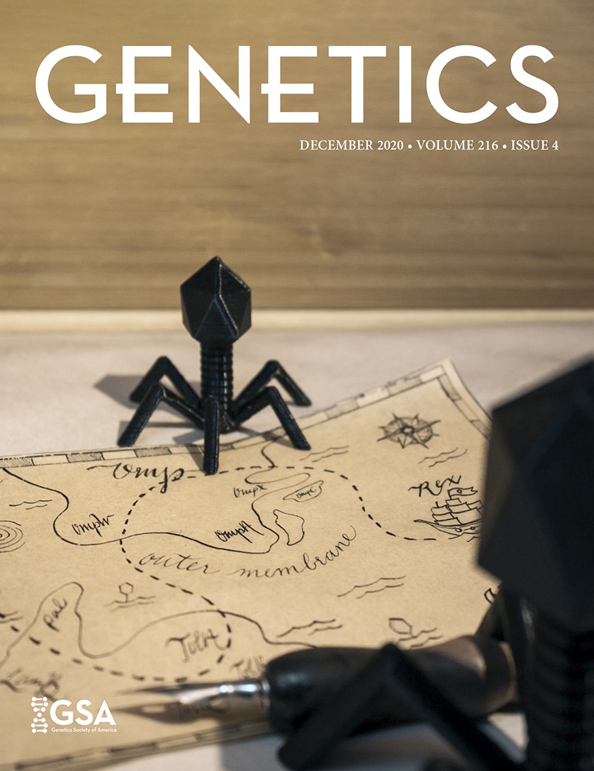 Humanized Drosophila Model of the Meier-Gorlin Syndrome Reveals Conserved and Divergent Features of the Orc6 Protein [Genome Integrity and Transmission]
