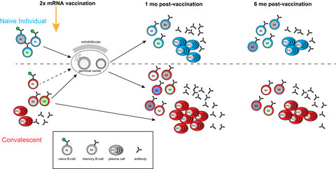 The benefit of boosters: diversity and inclusion in the COVID‐19 memory response