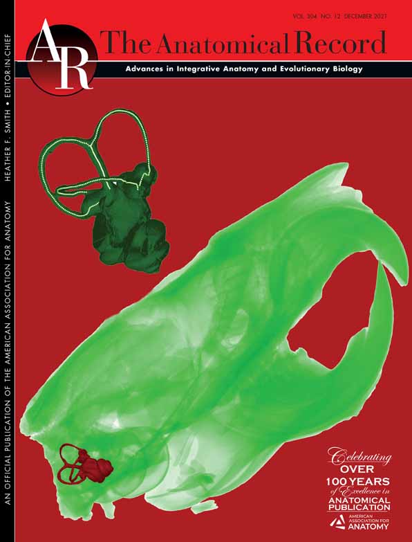 Morphometry of auditory ossicles in medieval human remains from Central Europe