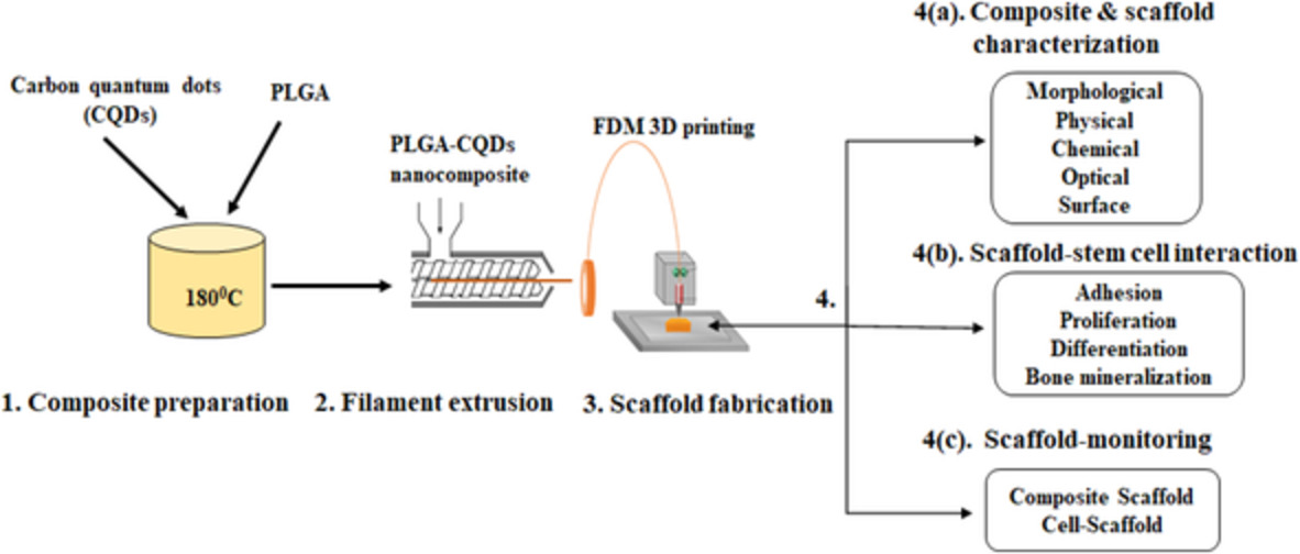 3D‐printed bioresorbable poly(lactic‐co‐glycolic acid) and quantum‐dot nanocomposites: Scaffolds for enhanced bone mineralization and inbuilt co‐monitoring