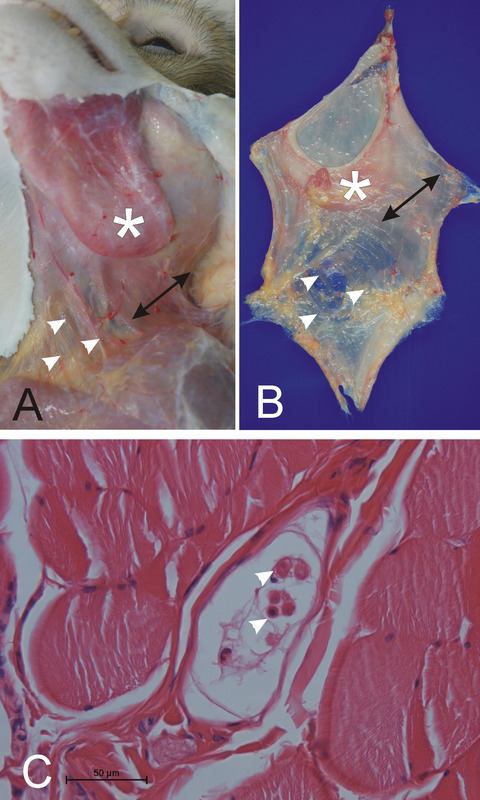 Muscle spindles in the rhesus monkey platysma
