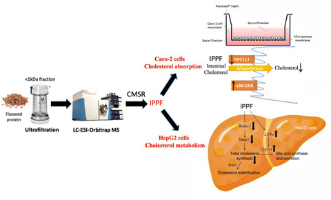 Flaxseed‐derived peptide, IPPF, inhibits intestinal cholesterol absorption in Caco‐2 cells and hepatic cholesterol synthesis in HepG2 cells