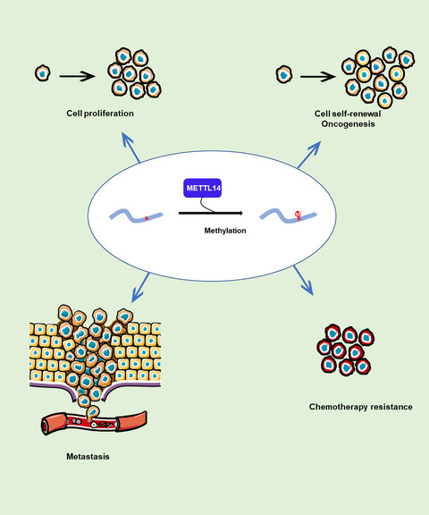 Insights into roles of METTL14 in tumors