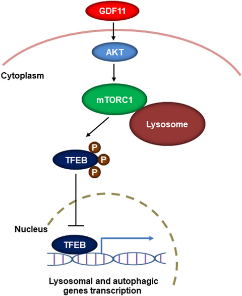 Growth differentiation factor 11 accelerates liver senescence through the inhibition of autophagy