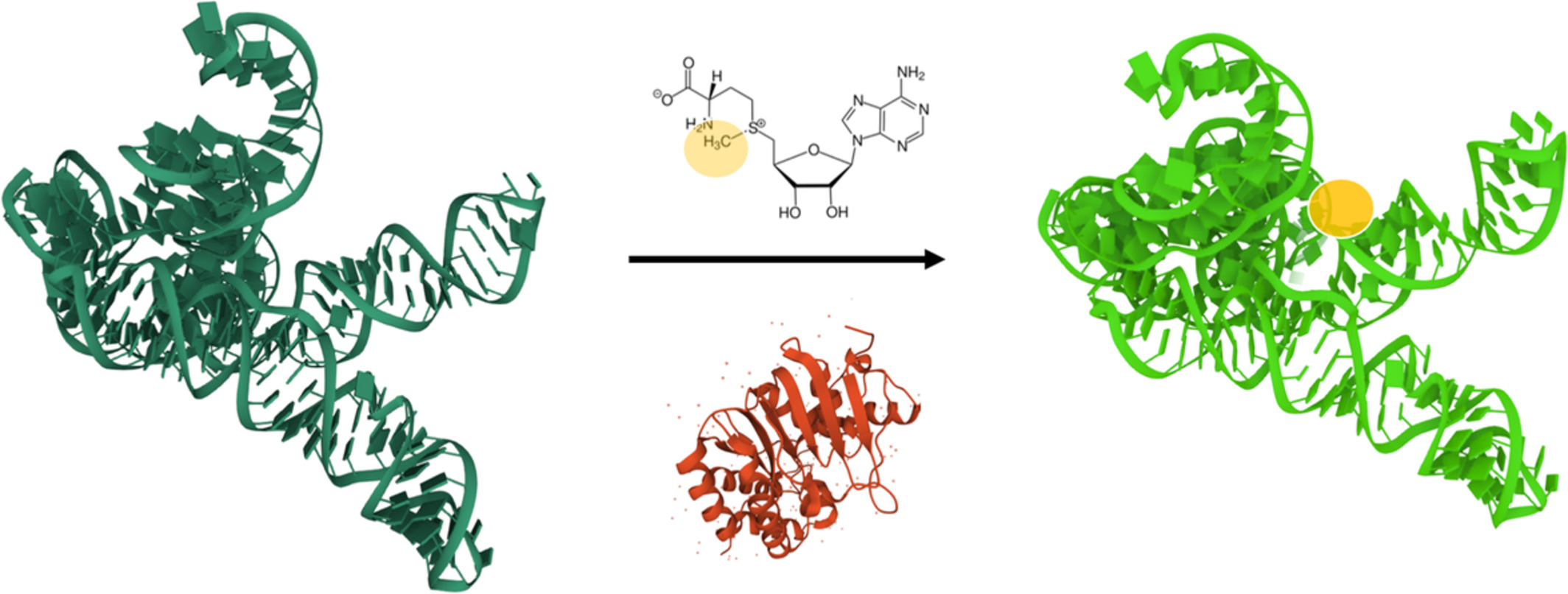 RNA nucleotide methylation: 2021 update