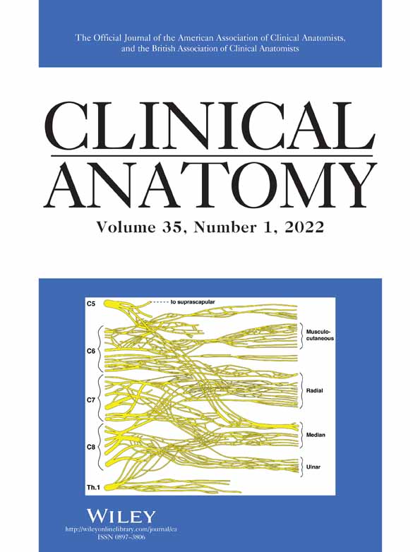 An Anatomical Model for Studying Cerebellar Tonsillar Herniation Related to Raised Intracranial Pressure
