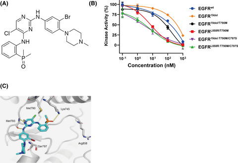 LS‐106, a novel EGFR inhibitor targeting C797S, exhibits antitumor activities both in vitro and in vivo